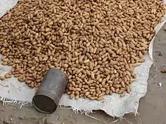 Groundnuts; Arachis hypogaea; Peanuts