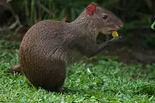 agouti