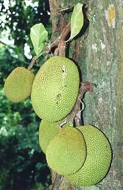 Jackfruit tree with fruit