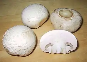 champignon