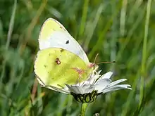 A butterfly on grass