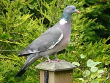 A grey bird standing on a post.