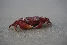 a red crab on sand