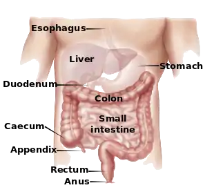 digestive tract