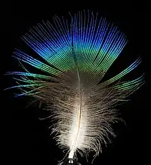 a colorful peacock feather