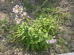 Saponaria officinalis