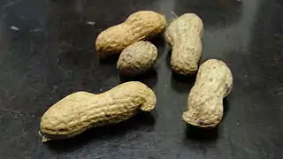 Groundnut in the skins; Arachis hypogaea; the peanut in the shell