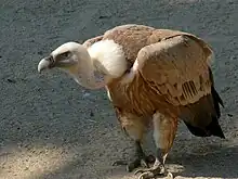 vulture