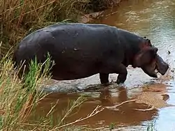 hippopotamus