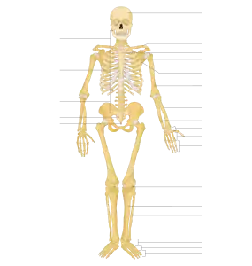 skeleton