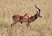 Red-billed oxpeckers feeding on parasites on a male