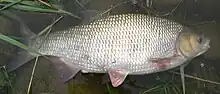 A photograph of a fish.