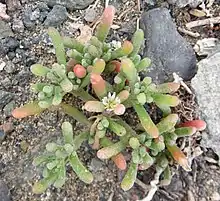 Mesembryanthemum nodiflorum