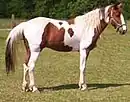 Cavalo