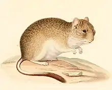 mountain degu