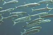 sardine