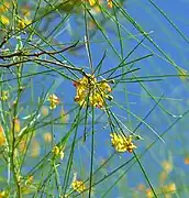 The rachis of the compound leaves of Parkinsonia aculeata is the main photosynthetic portion of the leaf; the tiny leaflets later fall