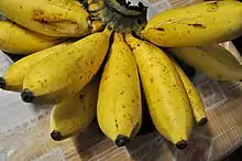 A picture of apple bananas. They are like normal bananas, but much fatter; round, as long as a fist, but slighty less broad, and yellow in colour.