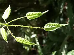 The leaflet stalks of this Rubus species are elongated and resemble prickly stems