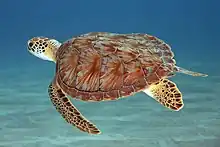 Picture of a green sea turtle