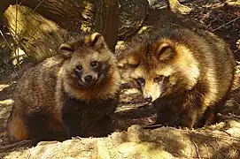 산달, raccoon dog