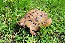 A picture of a Testudo graeca, a type of tortoise found in Bulgaria