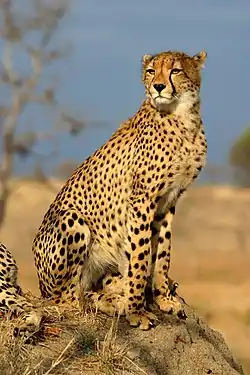 cheetah