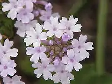 A violet and white flower