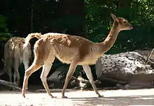 A side view of a vicuna walking