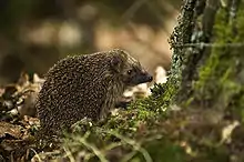 A picture of a hedgehog: a brown, round creature with a spiky body and black eyes and nose.